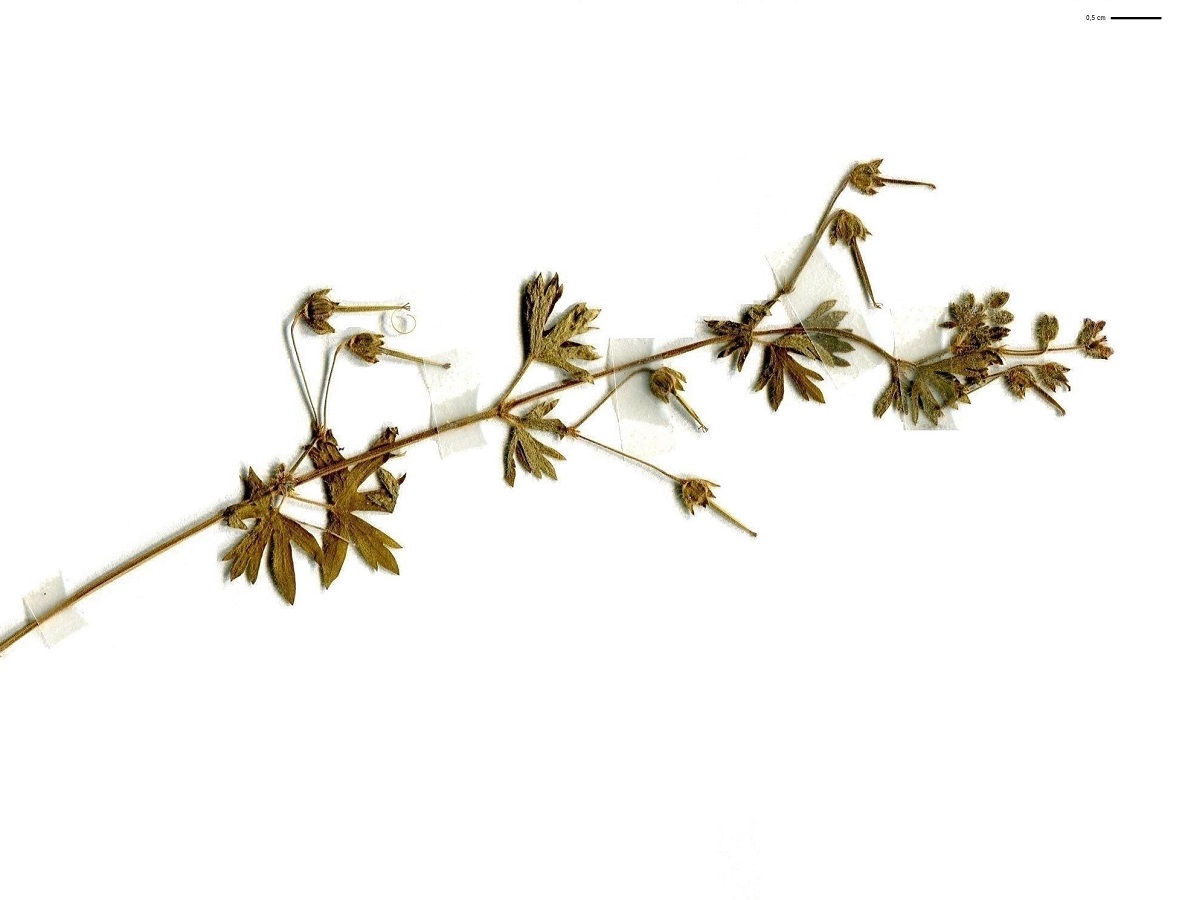 Geranium pusillum (Geraniaceae)
